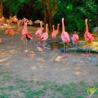 Flamingos lyrics | Boomplay Music