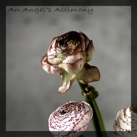 An Angel's Acrimony | Boomplay Music