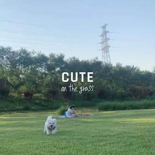 Cute (on the grass)