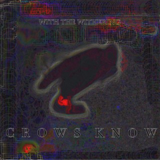 Crows Know