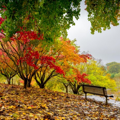 Raindrops of remembrance