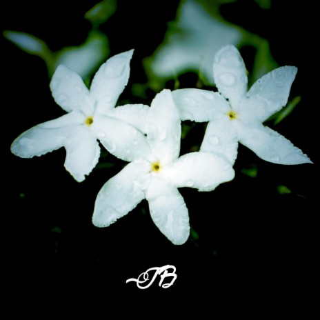 Jasmin