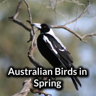 Australian Birds In Spring