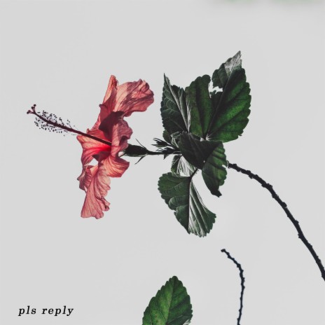 pls reply. ft. bearbare | Boomplay Music
