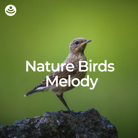 Forest Birds Melody ft. Nature Bird Sounds & Animal and Bird Songs | Boomplay Music