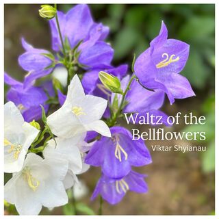 Waltz of the Bellflowers