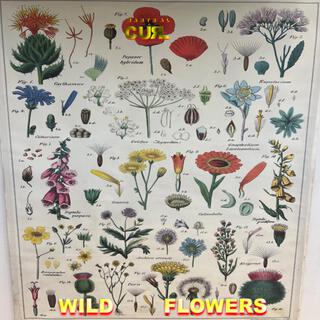 Wild Flowers