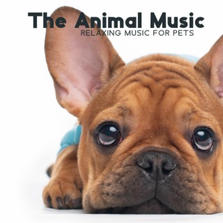 The Animal Music: Relaxing Music For Pets