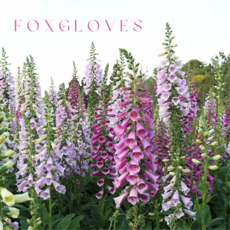 Foxgloves | Boomplay Music