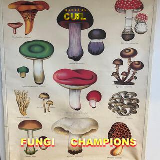 Fungi Champions