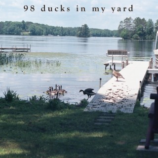 98 Ducks In My Yard