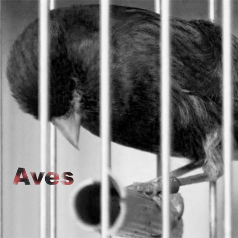 Aves | Boomplay Music