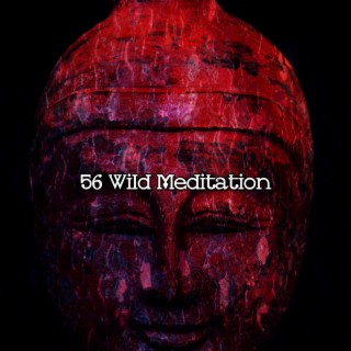 56 Wild Meditation