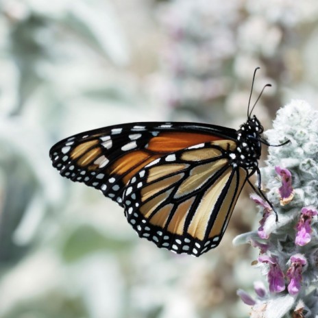 Mariposas