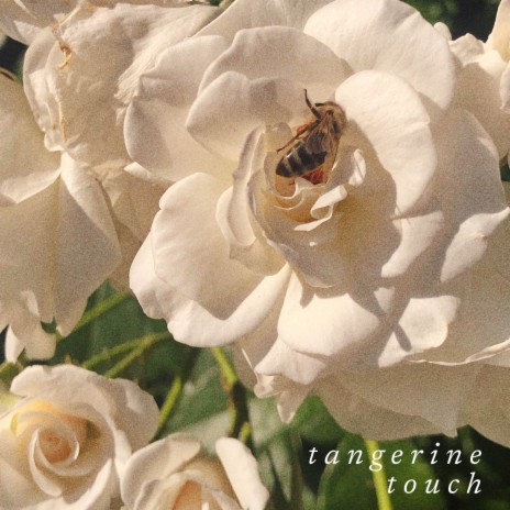 Tangerine Touch | Boomplay Music