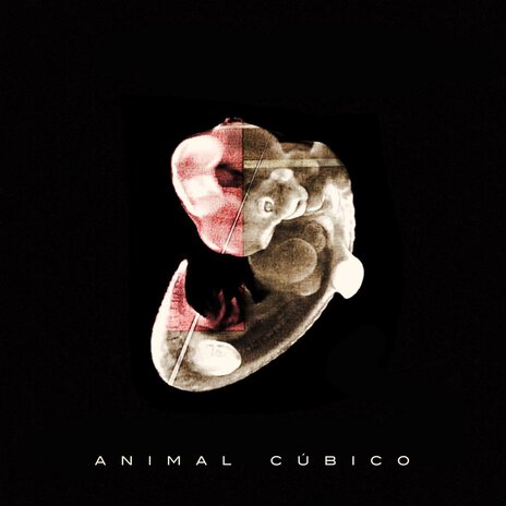 Animal Cúbico Vi | Boomplay Music