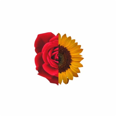 Roses And Sunflowers | Boomplay Music
