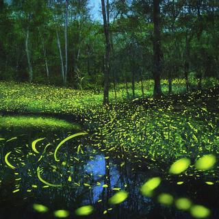 Fireflies