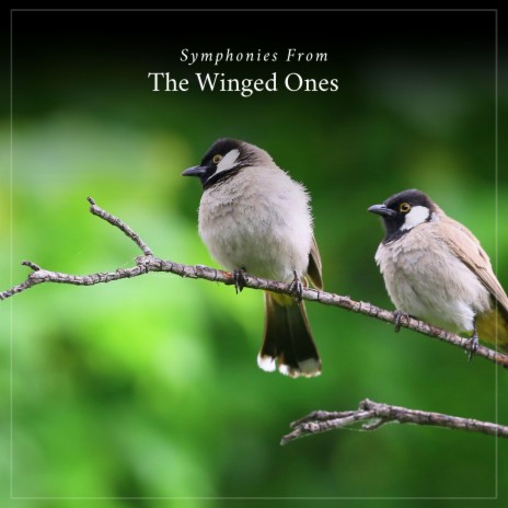 The Symphony from His Beak That Flew | Boomplay Music