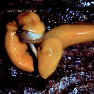 calcium status