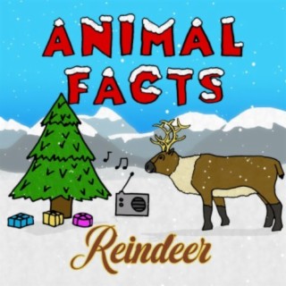 Reindeer lyrics | Boomplay Music