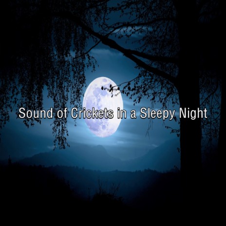 Sound of Crickets in a Sleepy Night, Pt. 2 ft. Sonido Ambiente & Sonidos del Bosque | Boomplay Music