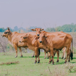 FUNNY COW DANCE 11