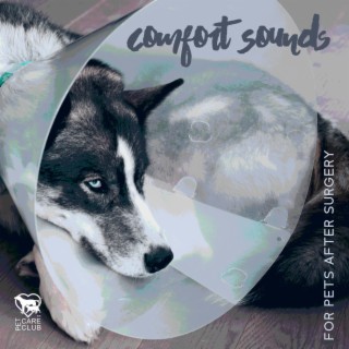 Comfort Sounds for Pets After Surgery: Soothing Tunes for Pets to Heal Faster, Feel Less Anxious, Sleep Well, and Be Happier