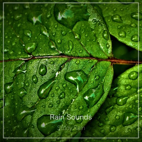 Soothing Rainforest | Boomplay Music