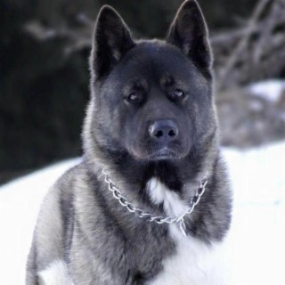 Akita