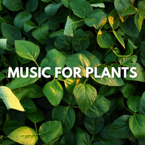 Sonic Seedlings | Boomplay Music