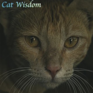 Cat Wisdom