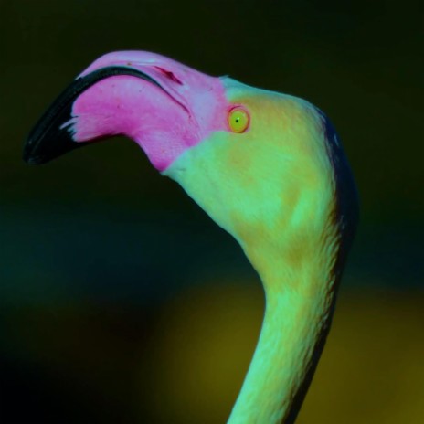 Green Flamingo | Boomplay Music