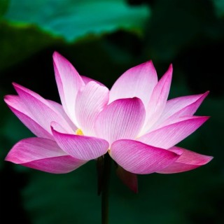 Lotus Flower