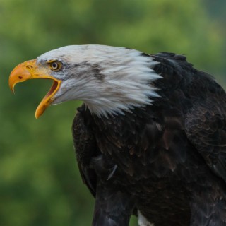 Bald Eagle Walking