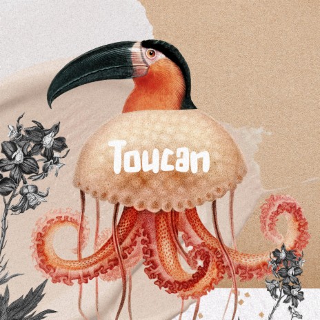 Toucan | Boomplay Music