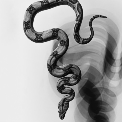 Snakes | Boomplay Music