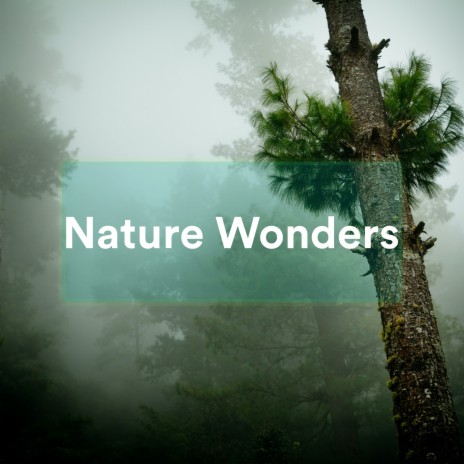 Delightful Endings ft. Calming Rainforest Sounds & Sonido Del Bosque y Naturaleza