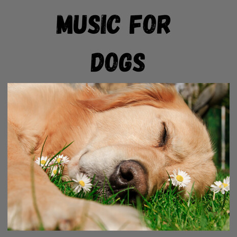 No One is There ft. Music For Dogs Peace, Relaxing Puppy Music & Calm Pets Music Academy