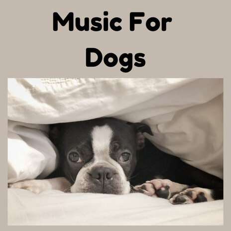 Gentle Night Music ft. Music For Dogs Peace, Relaxing Puppy Music & Calm Pets Music Academy