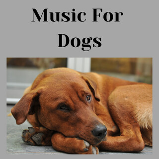 Music For Dogs