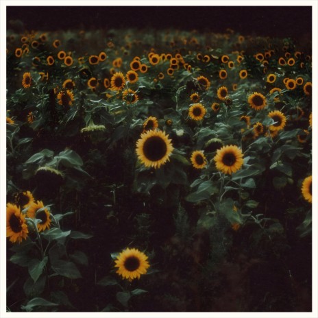 tournesols