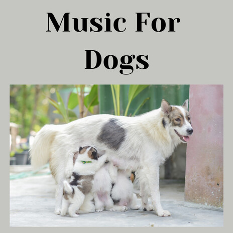 Dog Music Dreams ft. Music For Dogs Peace, Relaxing Puppy Music & Calm Pets Music Academy