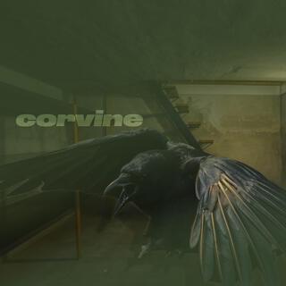 Corvine