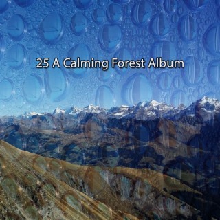 25 A Calming Forest Album