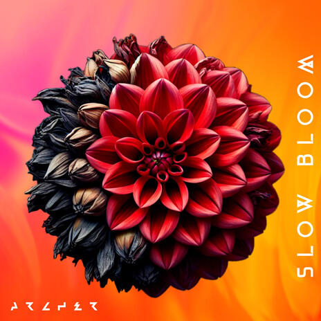 Slow Bloom | Boomplay Music