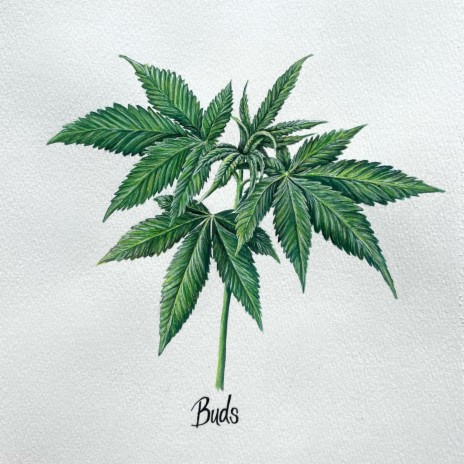 Buds | Boomplay Music