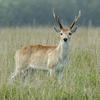 El venado