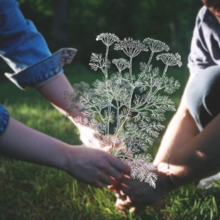 Queen Anne's Lace ft. Ellie van Amerongen lyrics | Boomplay Music