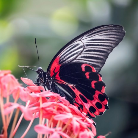 Butterfly Dance | Boomplay Music